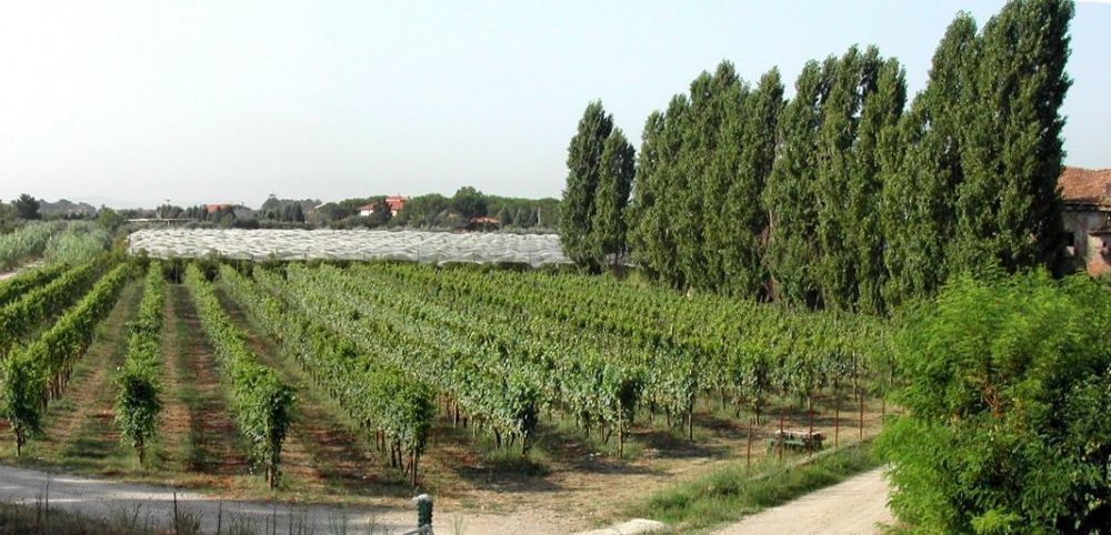Masseria La Morella Bellizzi Экстерьер фото